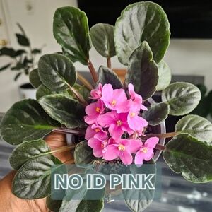 NOID Pink African Violet
